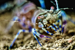 Ghost Shrimp by Marco Gargiulo 